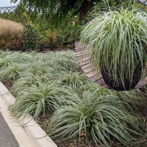 Carex oshimensis 'Feather Falls' - Oshiima tarn 'Feather Falls' P11/0,75L